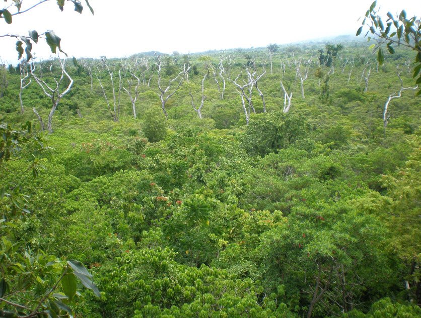 Falealupo Canopy Walkway, Falealupo, Savai’i, Samoa